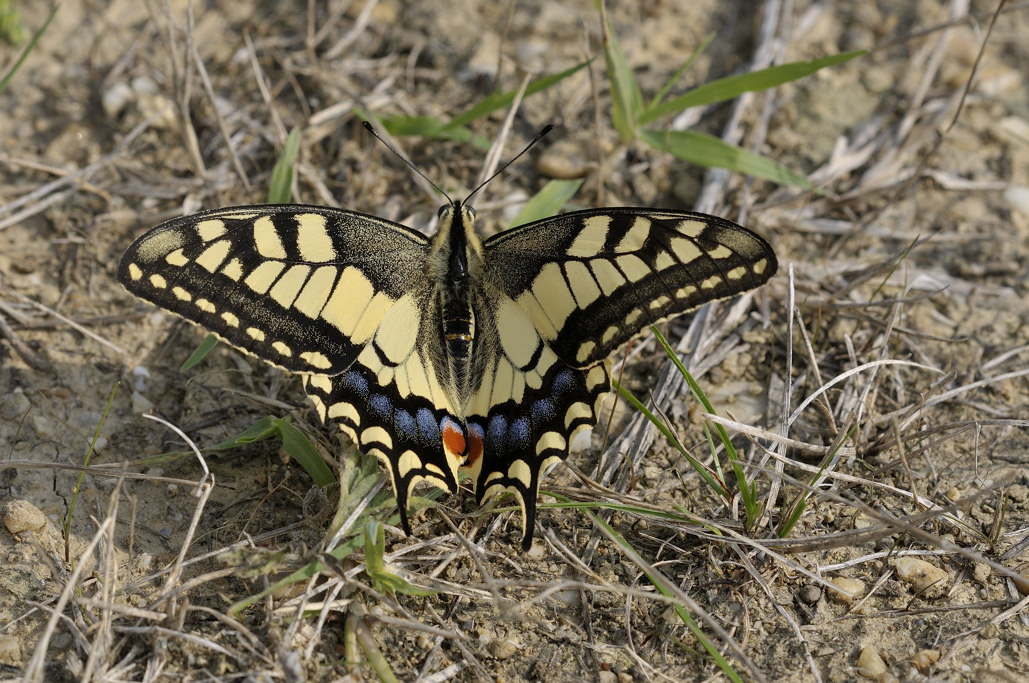 Papilio machaon